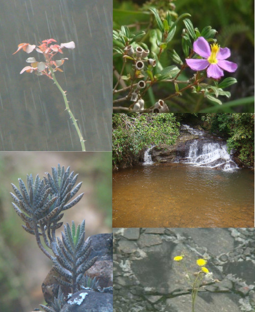 Bulutota flowers and a waterfall