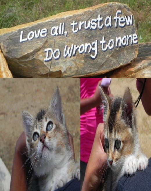Bulutota Pussa ( Kitten)... some teens brought this kitten to colombo from Bulutota. Cute !!