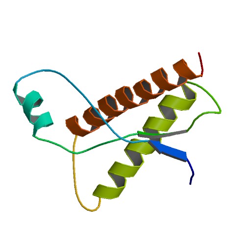 Bovine Prion protein