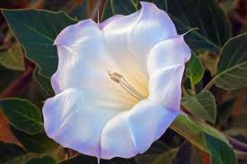 Sacred Datura flower