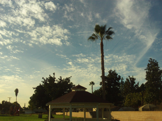 The palm tree and the gazebo.