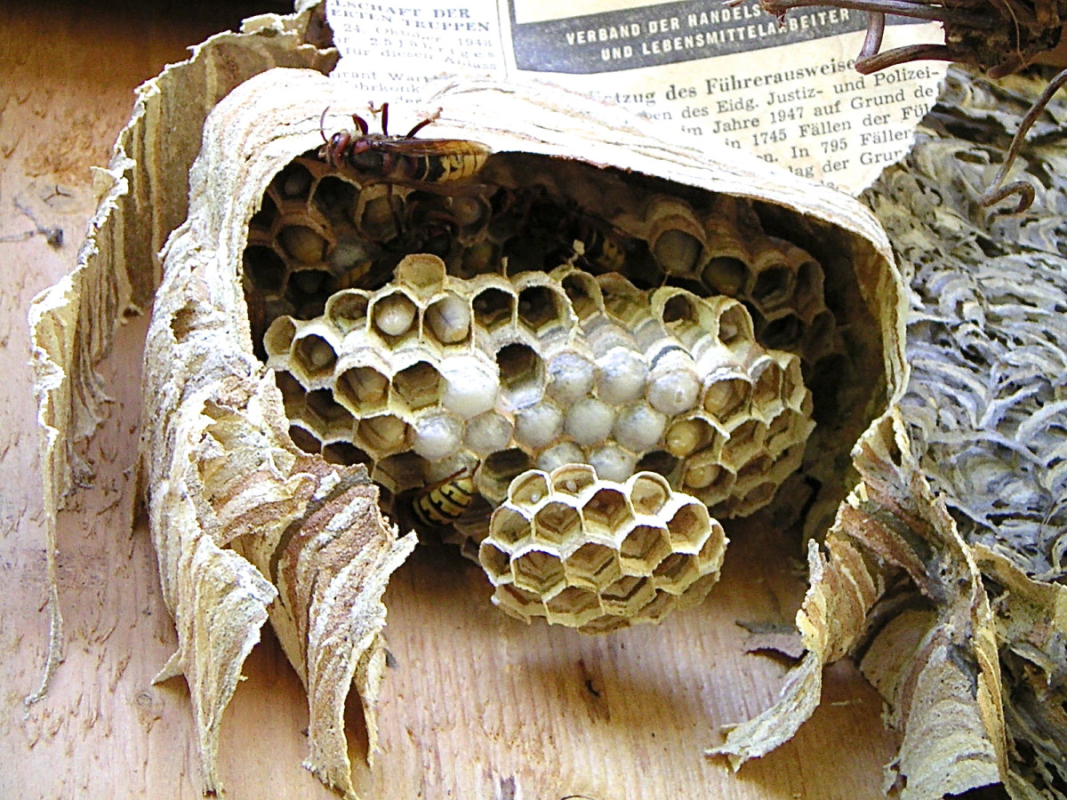 A hornet nest that has been broken open and partially rebuilt, showing the horizontal combs and the papery outer layers of the nest