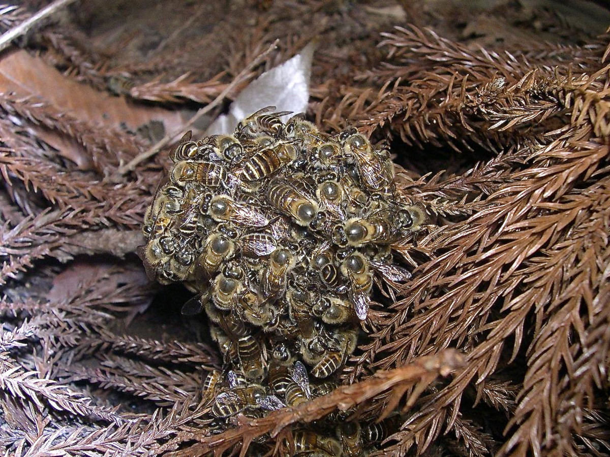 Japanese honeybees in a ball around two hornets: the ball heats and kills the hornets