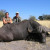 Cape Buffalo captured Cape Buffalo captured