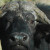 Cape Buffalo close up Cape Buffalo close up