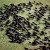 Cape Buffalo herd Cape Buffalo herd