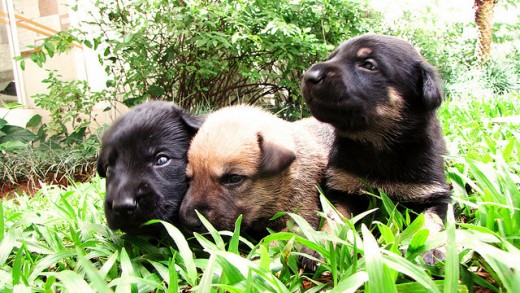 Find a Puppy Really Cheap at These Places PetHelpful