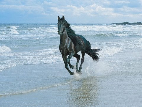 We may not be able to gallop like this beauty, but  gentle excercise, walking is a real help ..