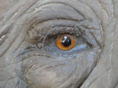 An Elephants eye