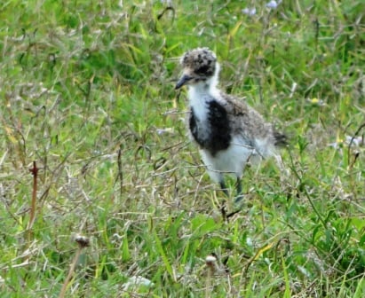 Black-smith Lapwing chick