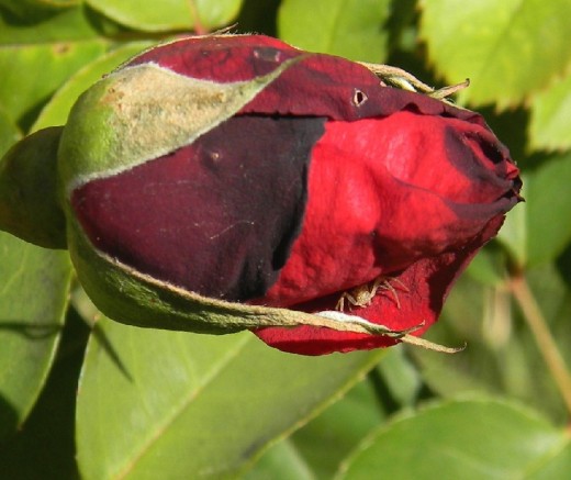 Tiny spider hiding patiently in the petals.  Green bug had crawled to the far side of the bud. 