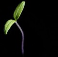 How to Make a Seed Starting Mix