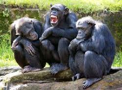 The middle chimp is laughing at his own joke. The chimp on the left says. "Was that funny?" The chimp on the right says, "Was what funny?"