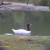 Black Necked Swan