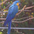 Blue and Gold Macaw-S. America