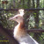 Silver Pied Peacock-Euroasia