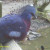 Blue Crowned Pigeon-Euroasia