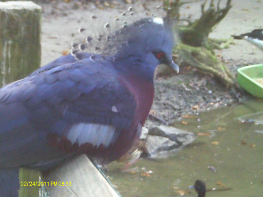 Blue Crowned Pigeon-Euroasia
