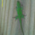 Our lizard friend