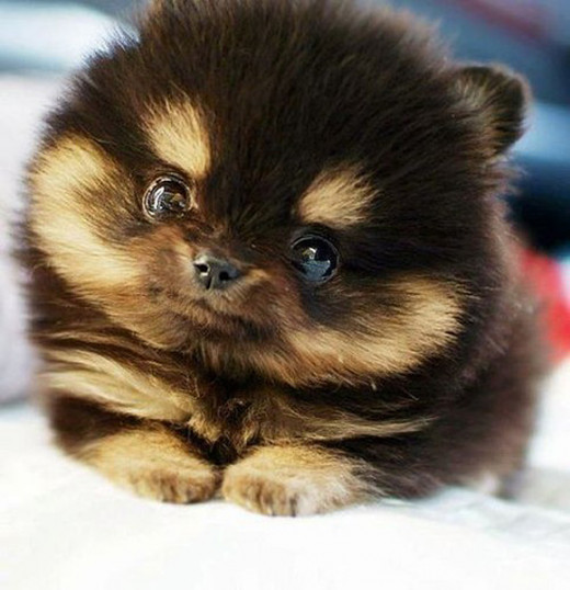 Alvin