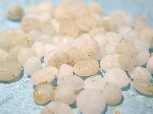 Plastic manufacturing pellets also called "nerdles" are mistaken for fish eggs, and have already been found in fish.