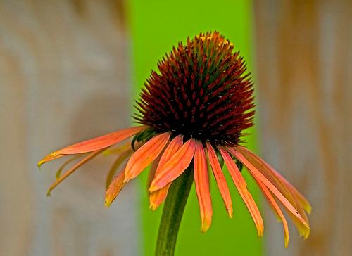 A unique coneflower is hard to find in stores.