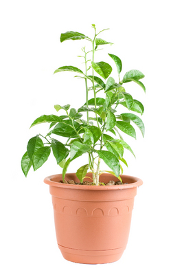 Potted orange trees make good houseplants.