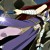 Erza Scarlet's Robe of Yuen Erza Scarlet's Robe of Yuen