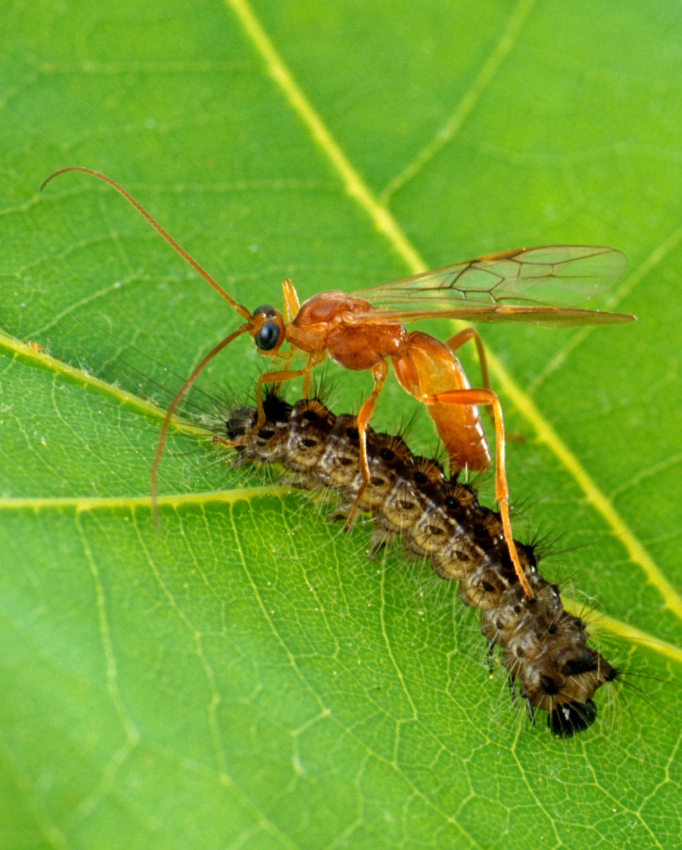 Parasitic wasp laying eggs on gypsy moth larva.