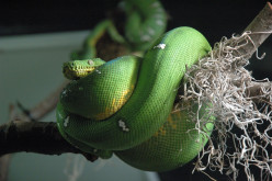 Snake Year Symbol: How to Tame a Snake for Good Luck