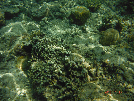 A sharp under water picture 