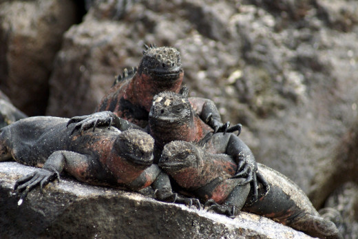 Marin iguanas, Galapagos