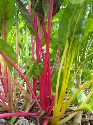 Thin this chard by removing whole plants or picking the outer leaves of each plant.
