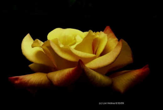 Graphic Art by: Lori Hrdina