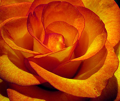 Sink into the beauty of this gorgeous rose