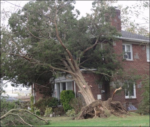 House damages from tree falls