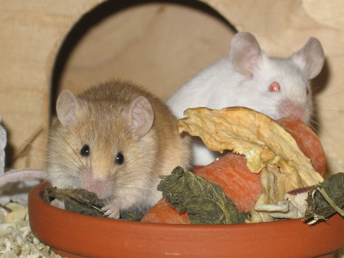 Cute mice