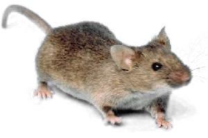 Wild House Mouse (mus musculus)