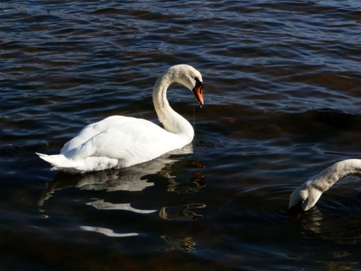 swans in water