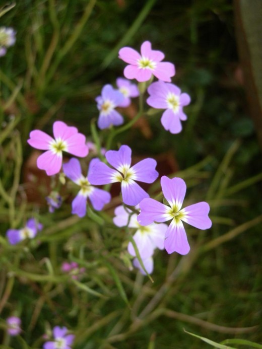 Virginian stock flowers