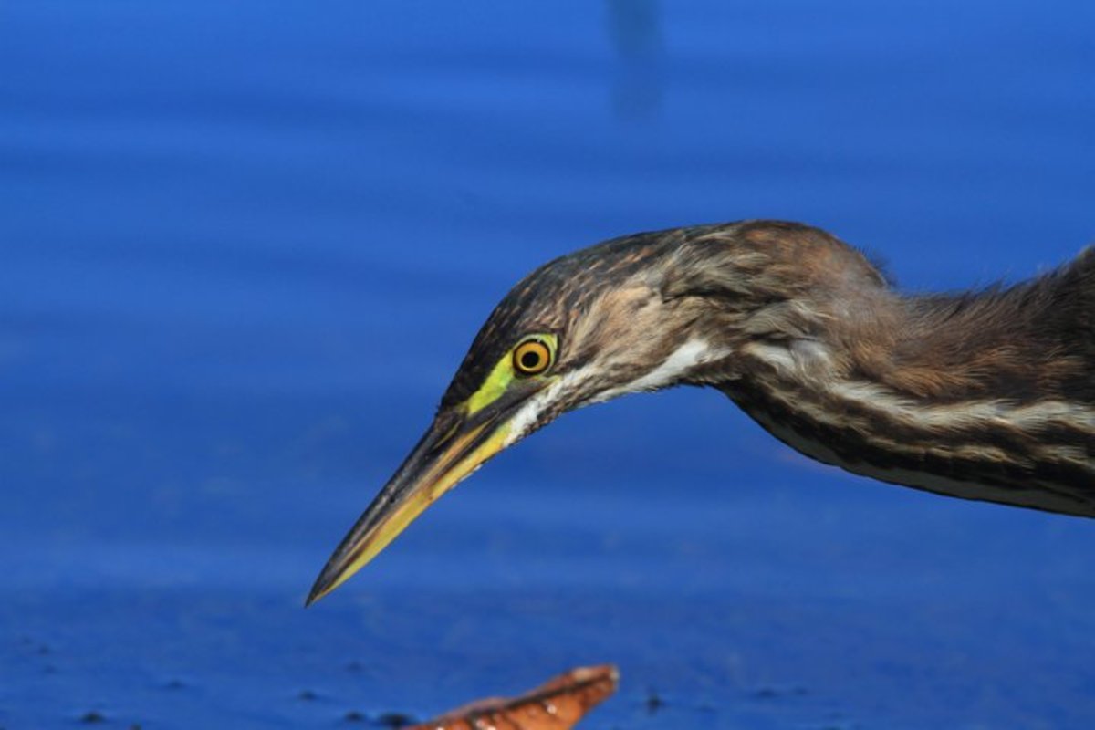 Close up of a Striated Heron
