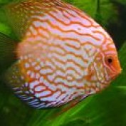 DiscusFish profile image