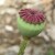 poppy seed head macro