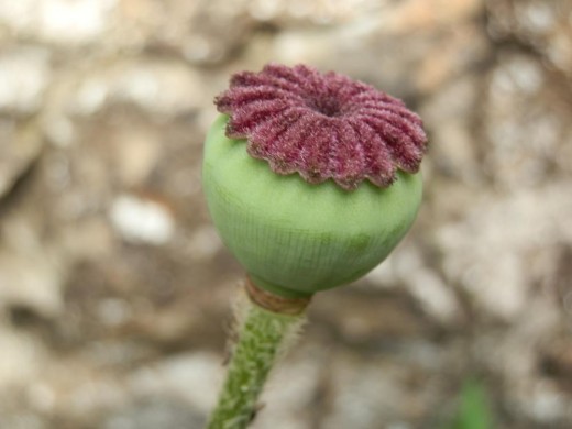 poppy seed head macro
