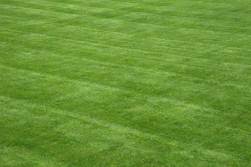 What could be more boring than a perfect lawn?