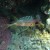 A gorgeous fish I captured on my camera A gorgeous fish I captured on my camera