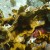 Some coral. I believe this is fire coral? Correct me if Im wrong Some coral. I believe this is fire coral? Correct me if Im wrong