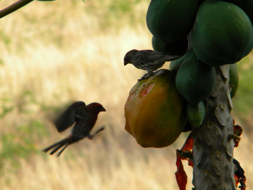 these birds know where to go!