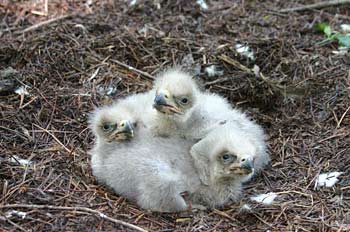 Baby eaglets hatched in 2008