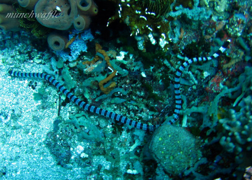 Sea Snake
